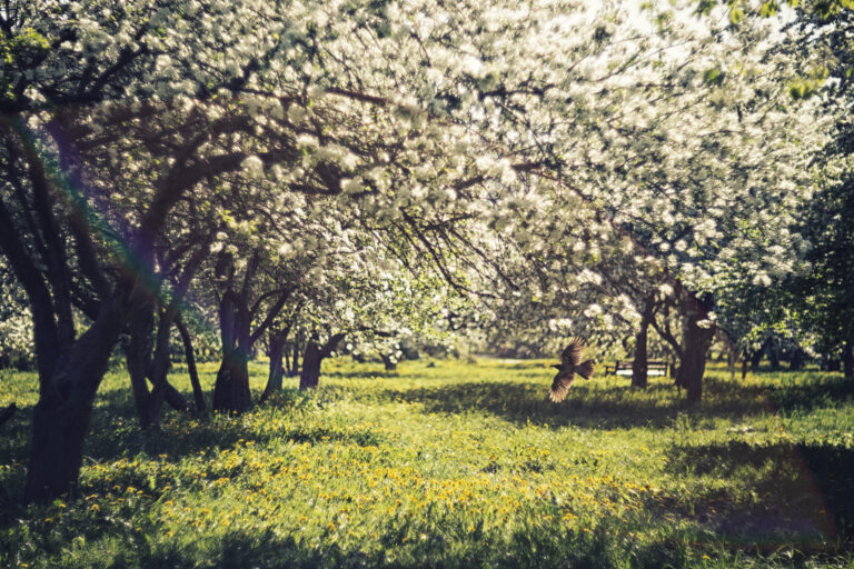 Mallorca en flor: Febrero mágico